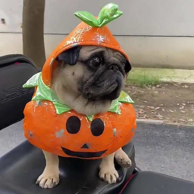 ハロウィン✨ペット 犬 猫 被り物 コスプレ カボチャ ❣️まとめ買いで